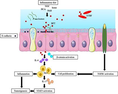 Frontiers | Gut Dysbiosis And Intestinal Barrier Dysfunction: Potential ...